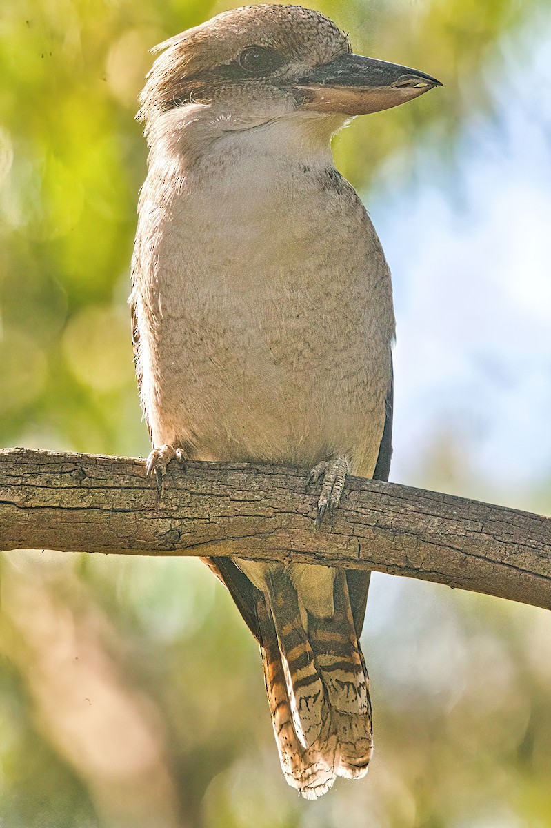 Laughing Kookaburra - Alfons  Lawen