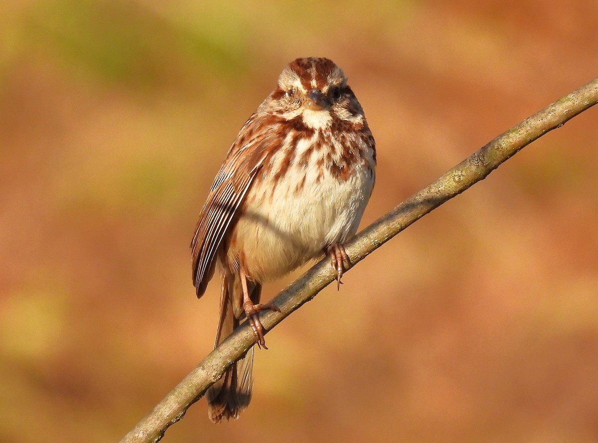 Song Sparrow - ML617816185