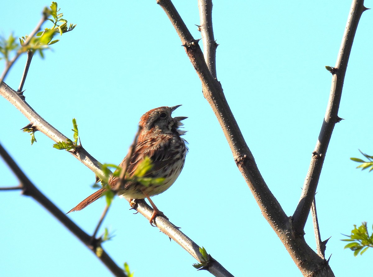 Song Sparrow - ML617816186