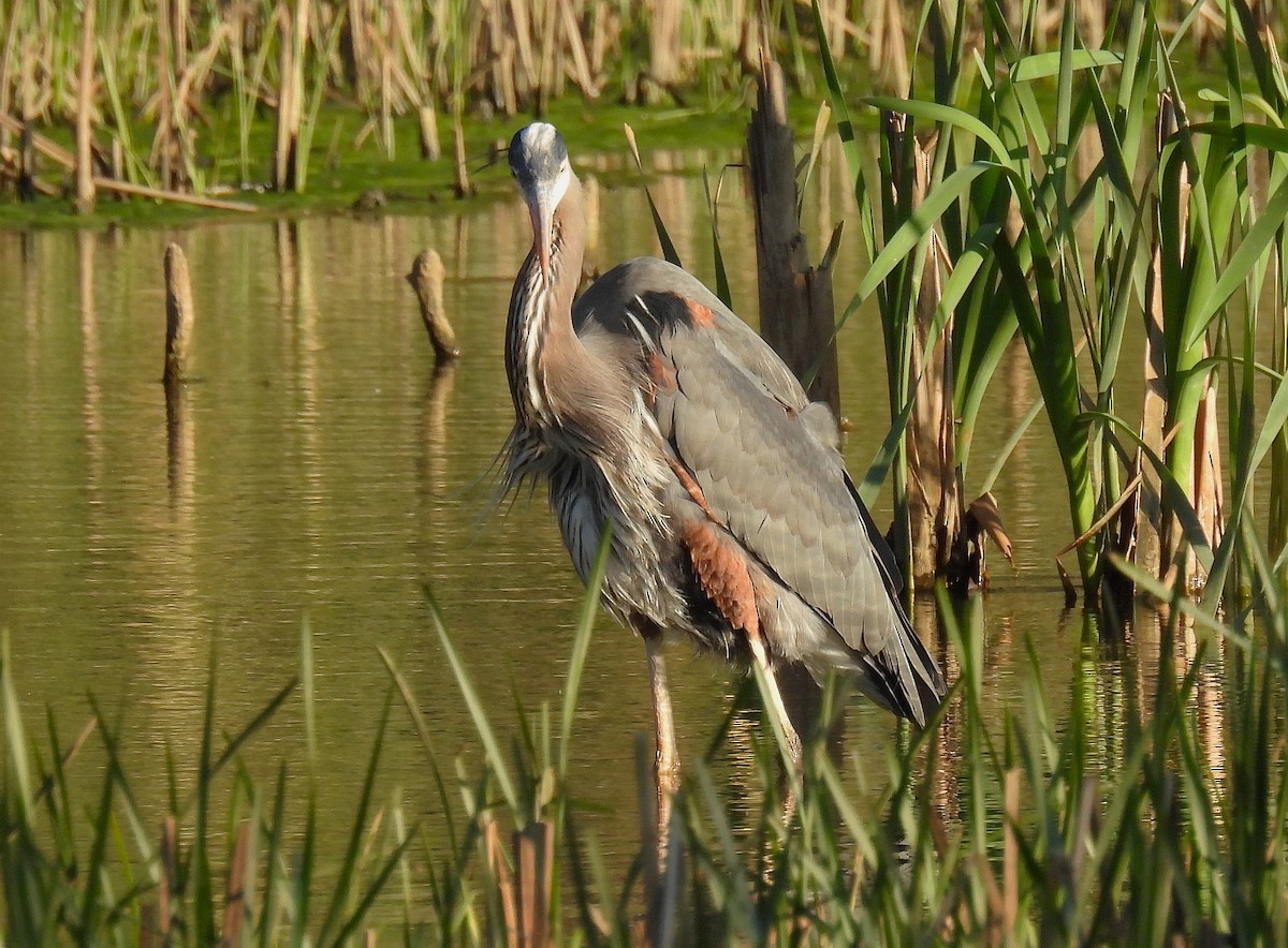 Great Blue Heron - ML617816206