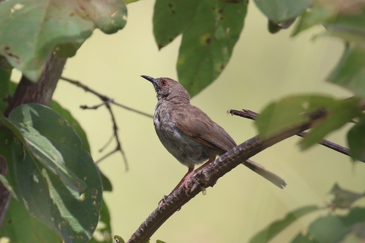 Miombo Wren-Warbler - ML617816210