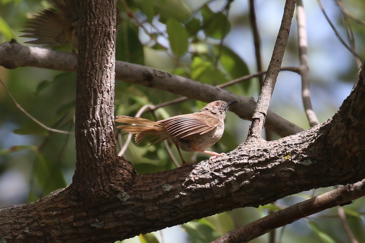 Miombo Wren-Warbler - ML617816211