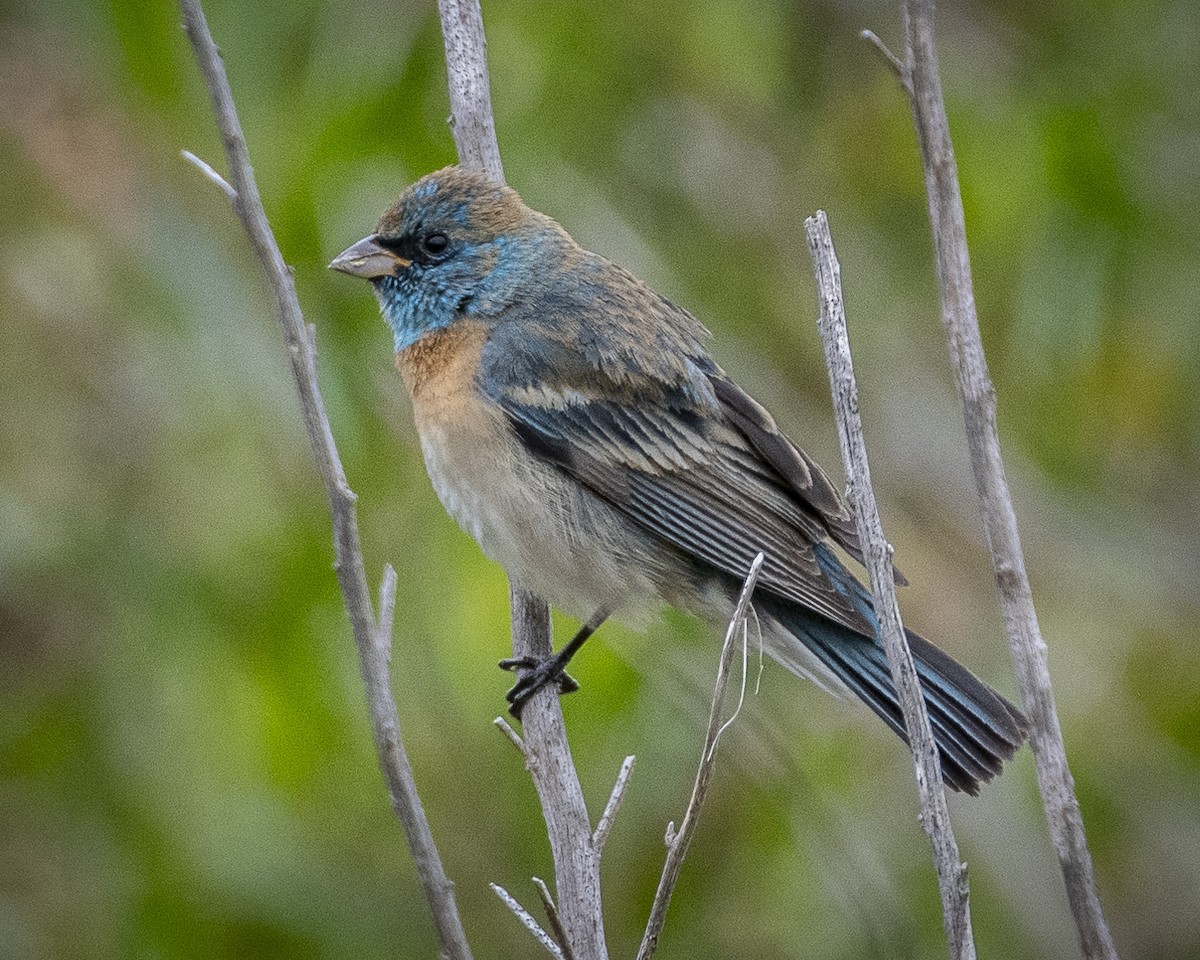 Lazuli Bunting - James Kendall