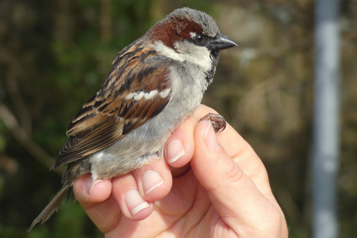 House Sparrow - ML617816274