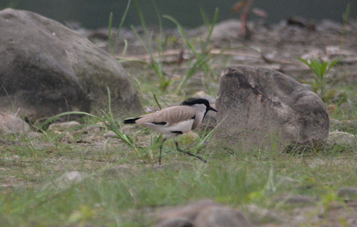 River Lapwing - Pulakeswar Basumatary