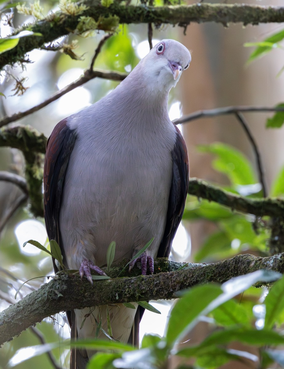 Mountain Imperial-Pigeon - Soo sing Loke