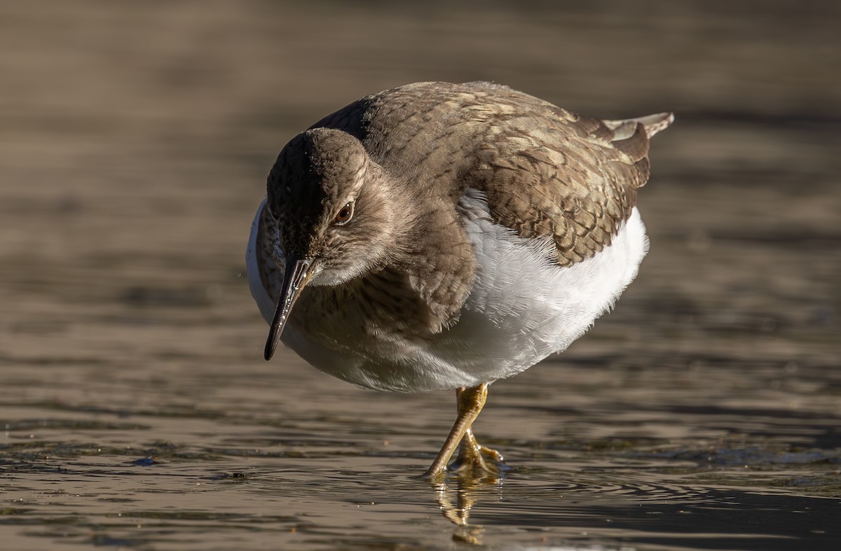 Common Sandpiper - ML617816314