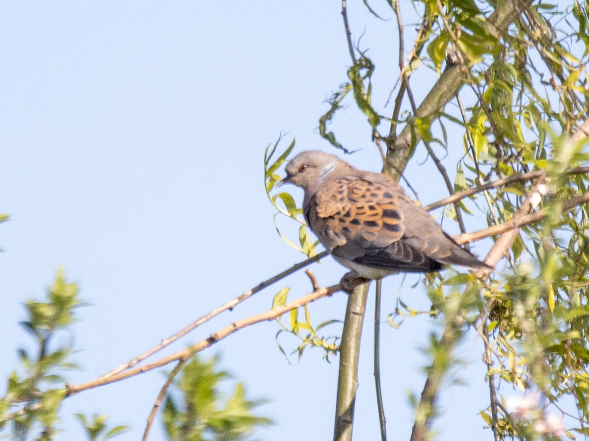 European Turtle-Dove - YILMAZ TANIYICI