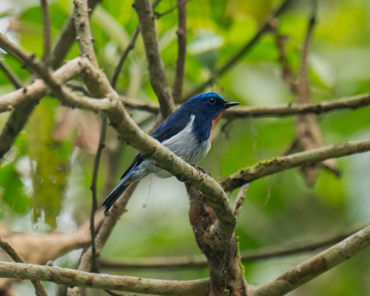 Saphirschnäpper - ML617816354