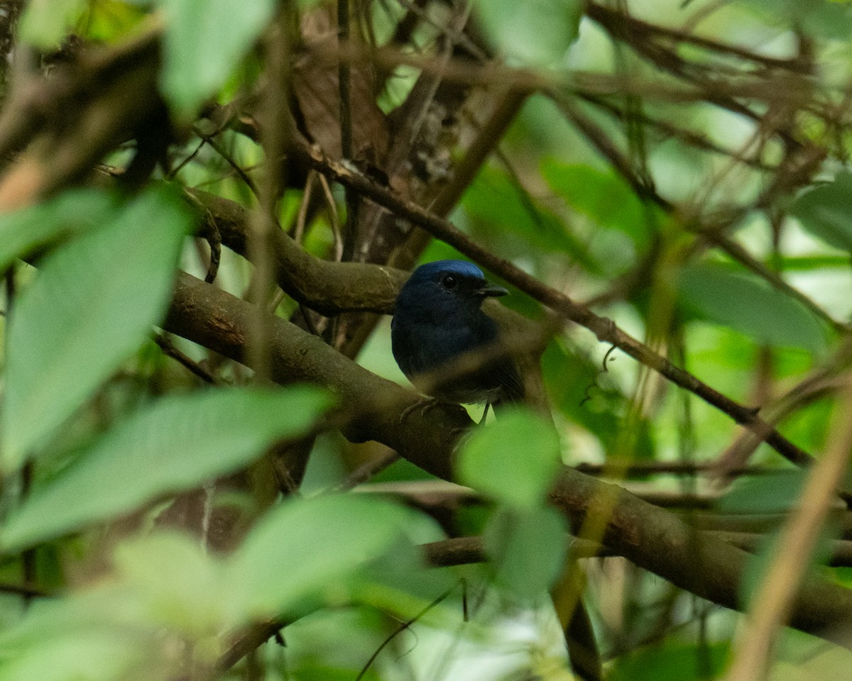 Weißschwanz-Blauschnäpper - ML617816364