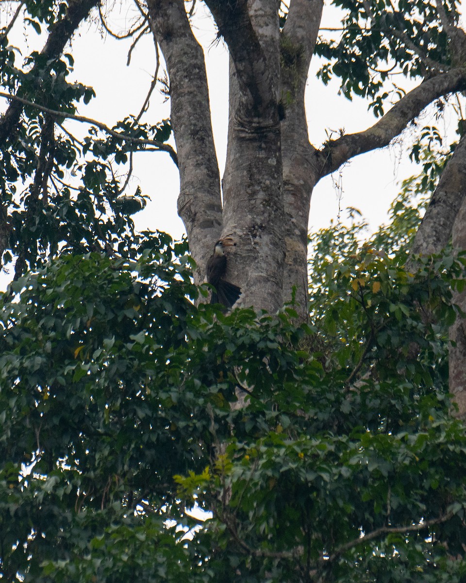 Weißgesicht-Hornvogel - ML617816379