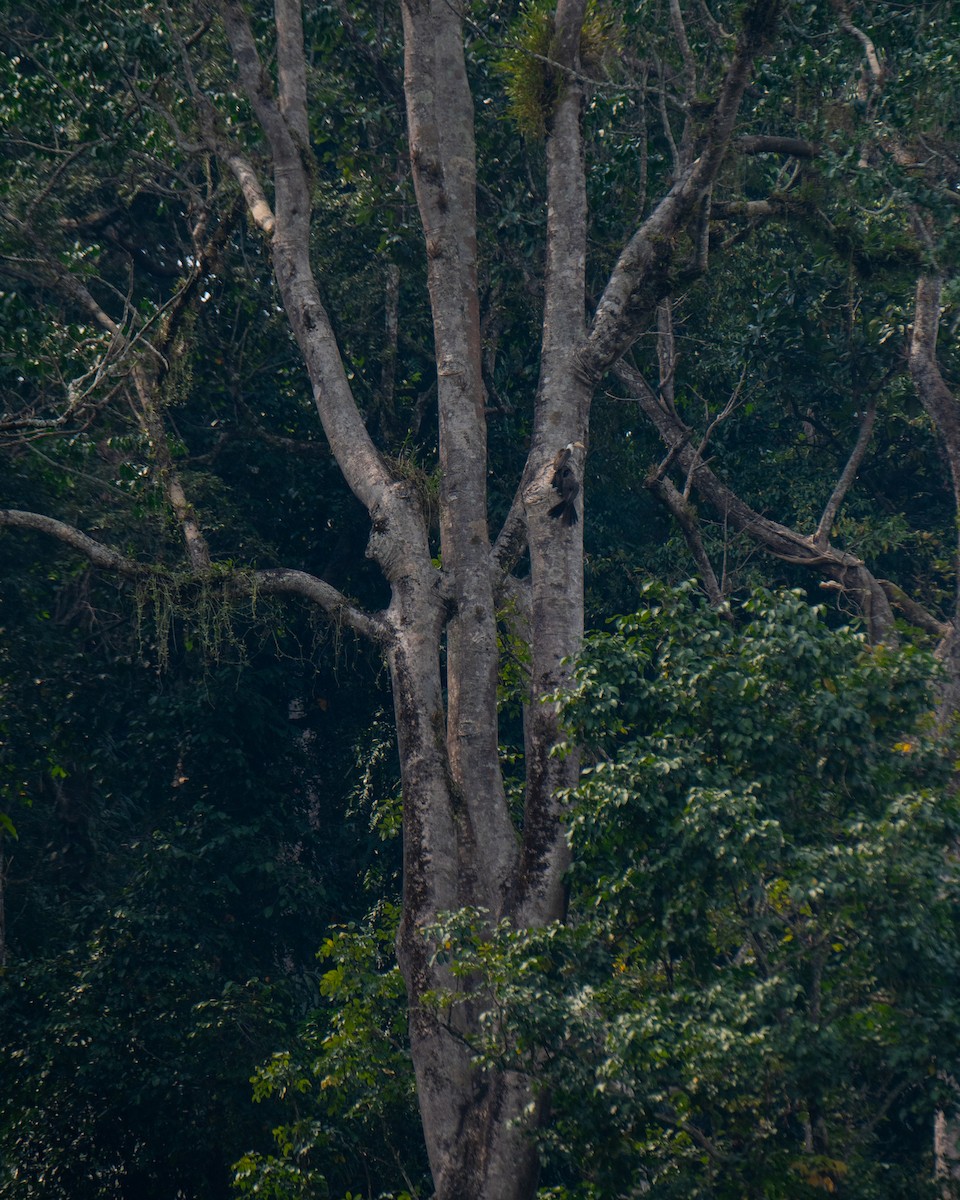 Weißgesicht-Hornvogel - ML617816380