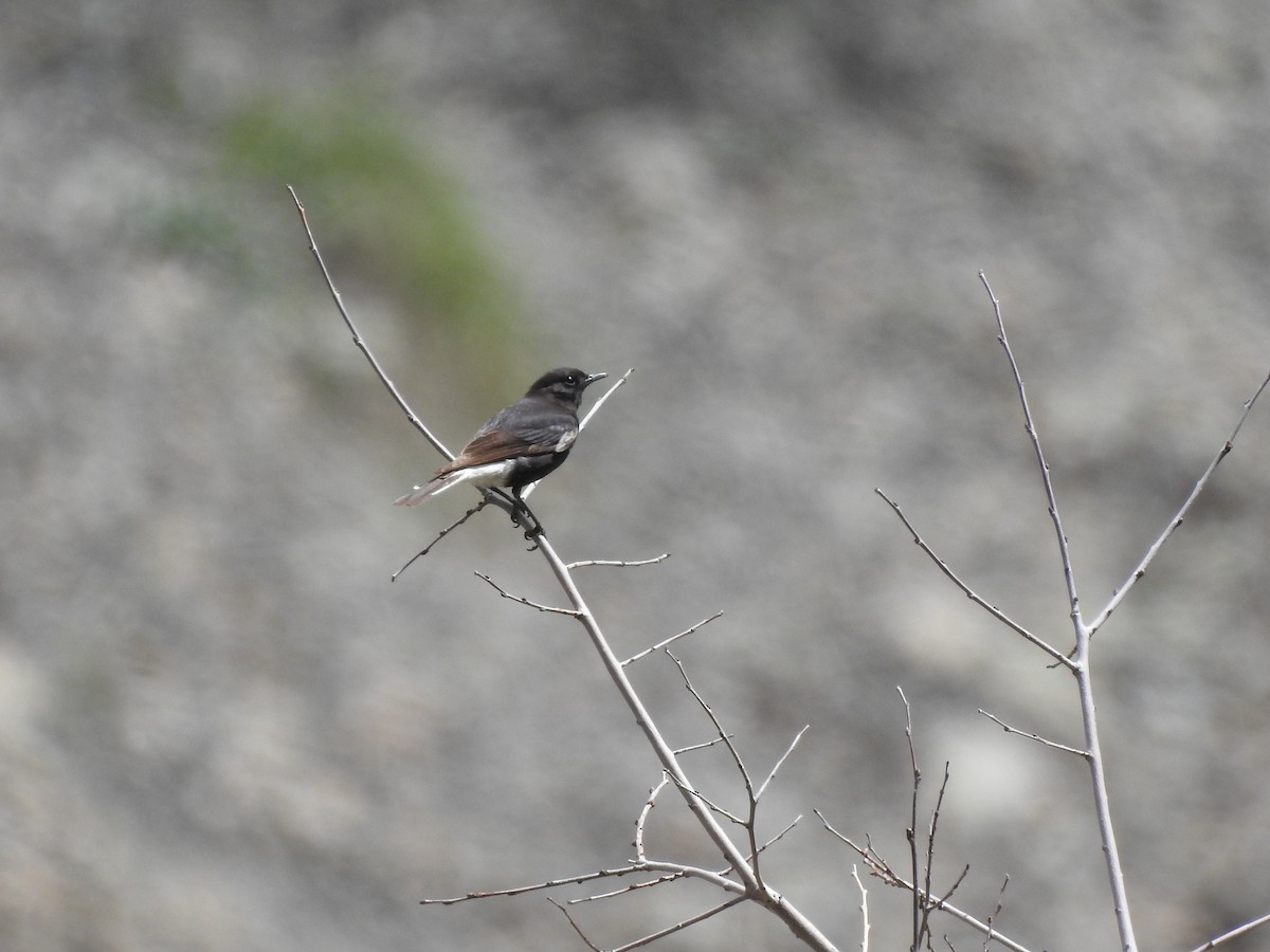 Variable Wheatear - ML617816384