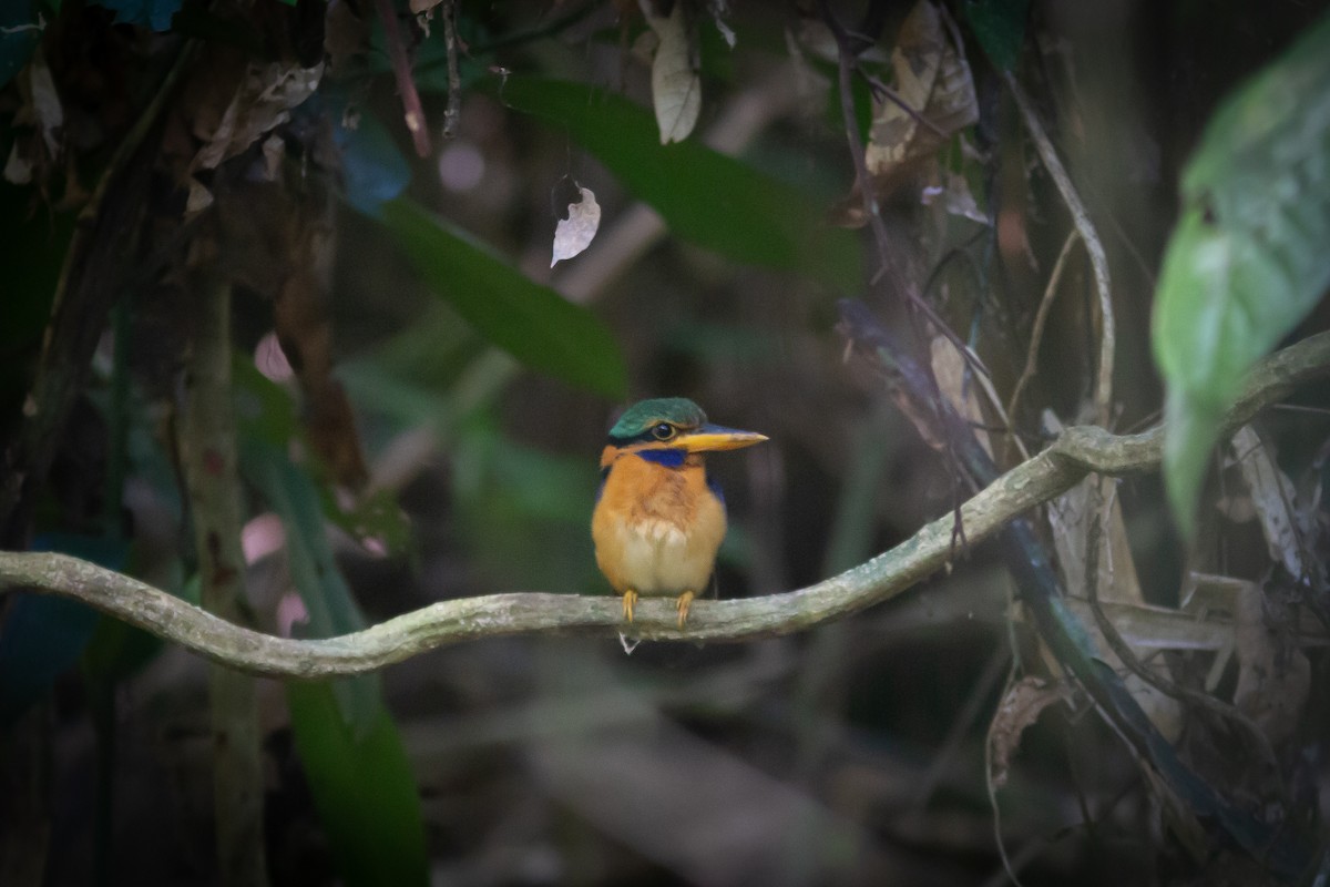 Rufous-collared Kingfisher - Morten Lisse