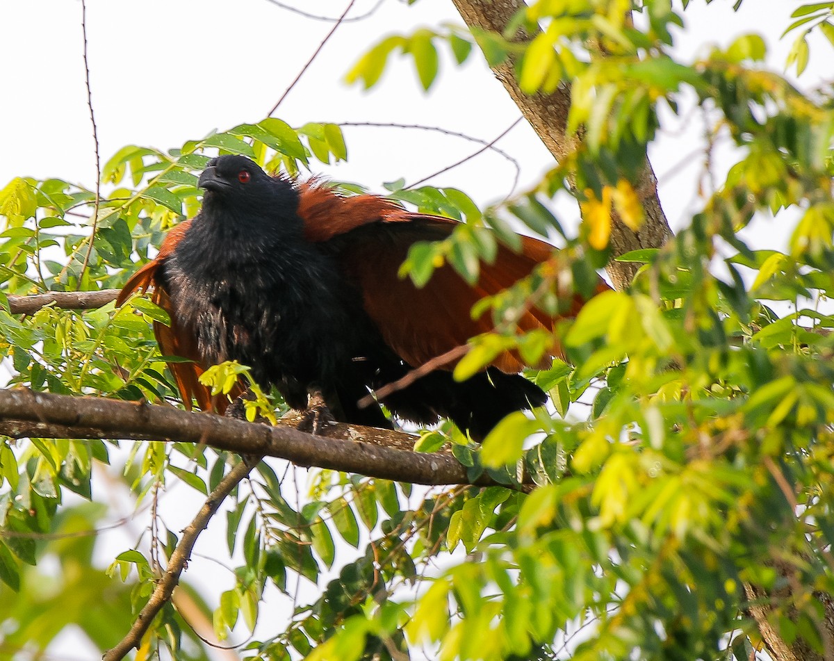 Greater Coucal - ML617816471
