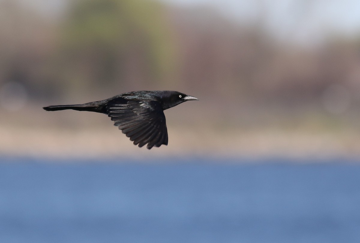 Boat-tailed Grackle - ML617816472