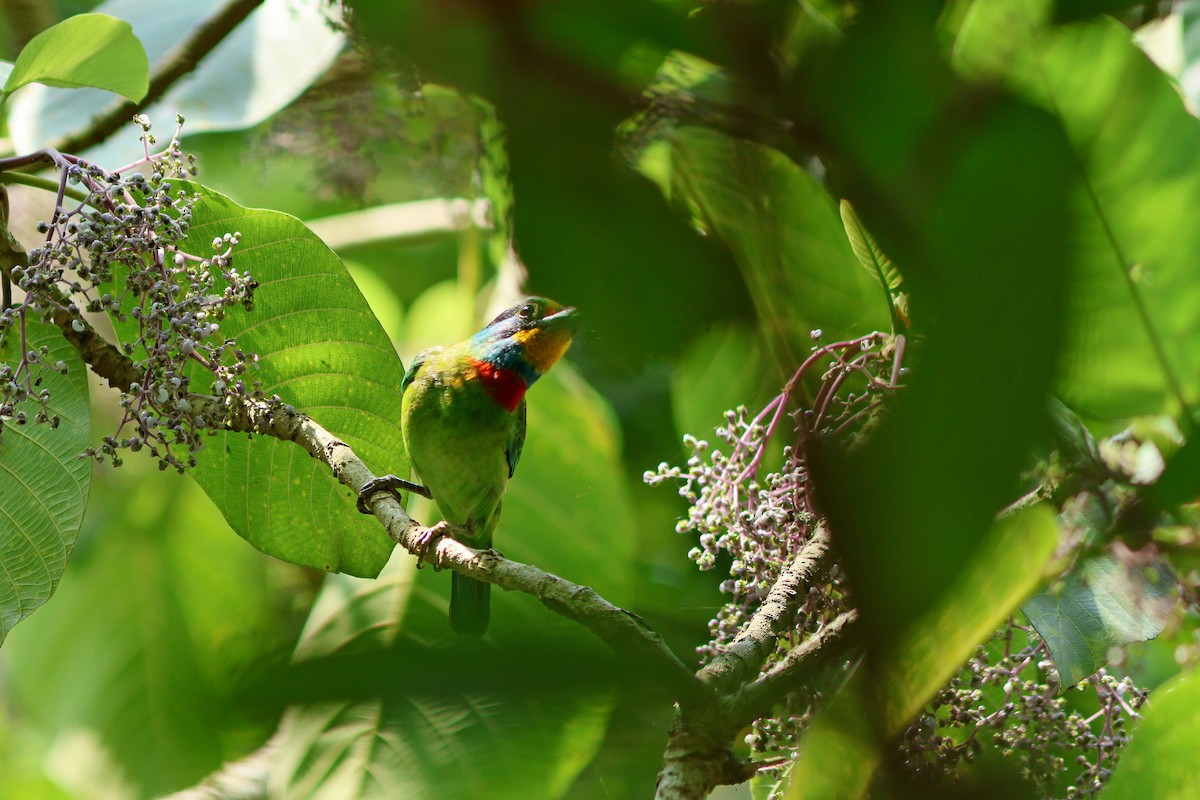 Taiwan Barbet - ML617816483