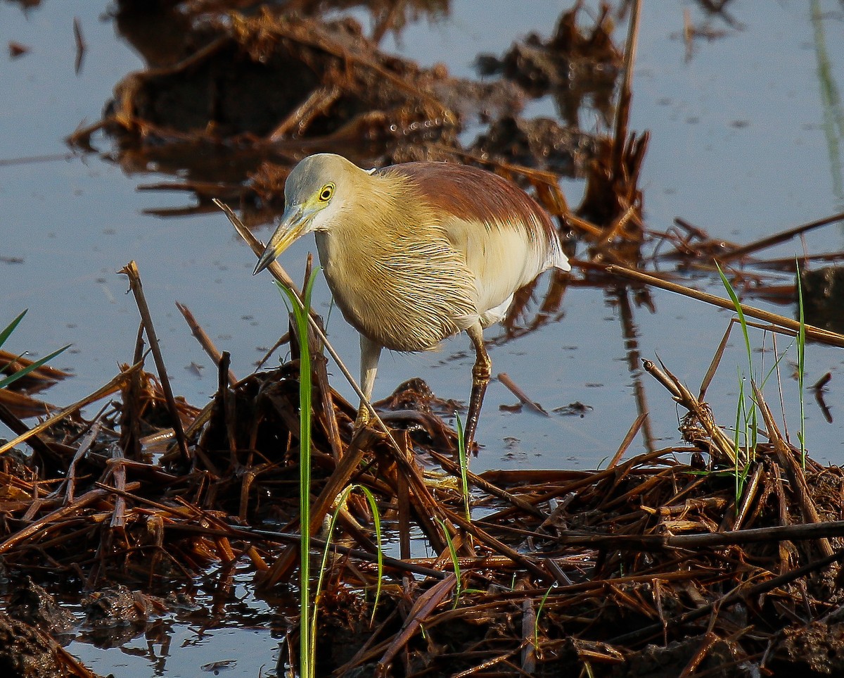 Indian Pond-Heron - ML617816487