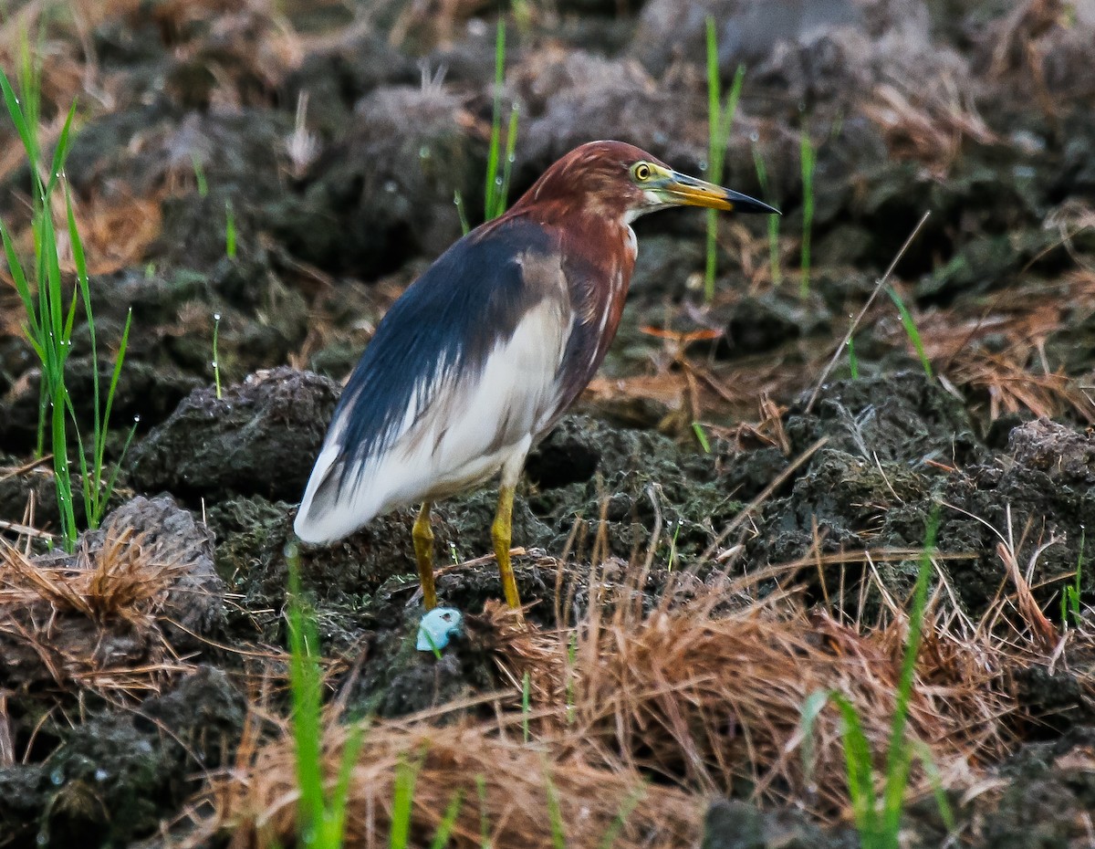 Chinese Pond-Heron - ML617816489