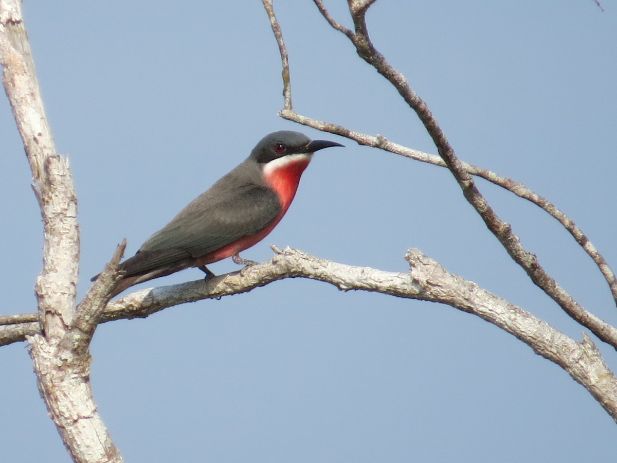 Rosy Bee-eater - ML617816494