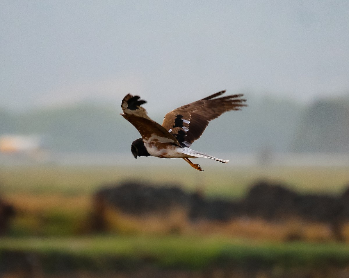 Pied Harrier - ML617816498