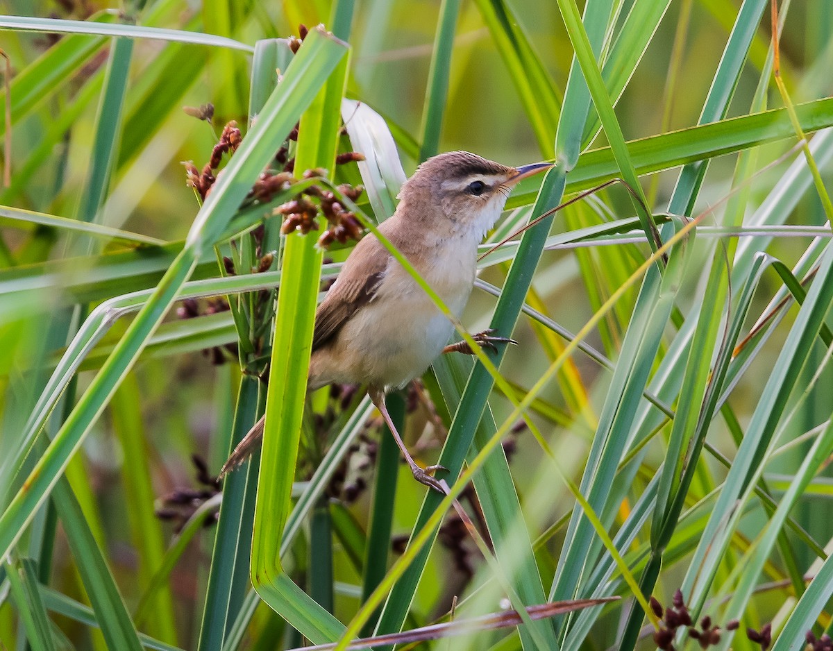 Manchurian Reed Warbler - Neoh Hor Kee