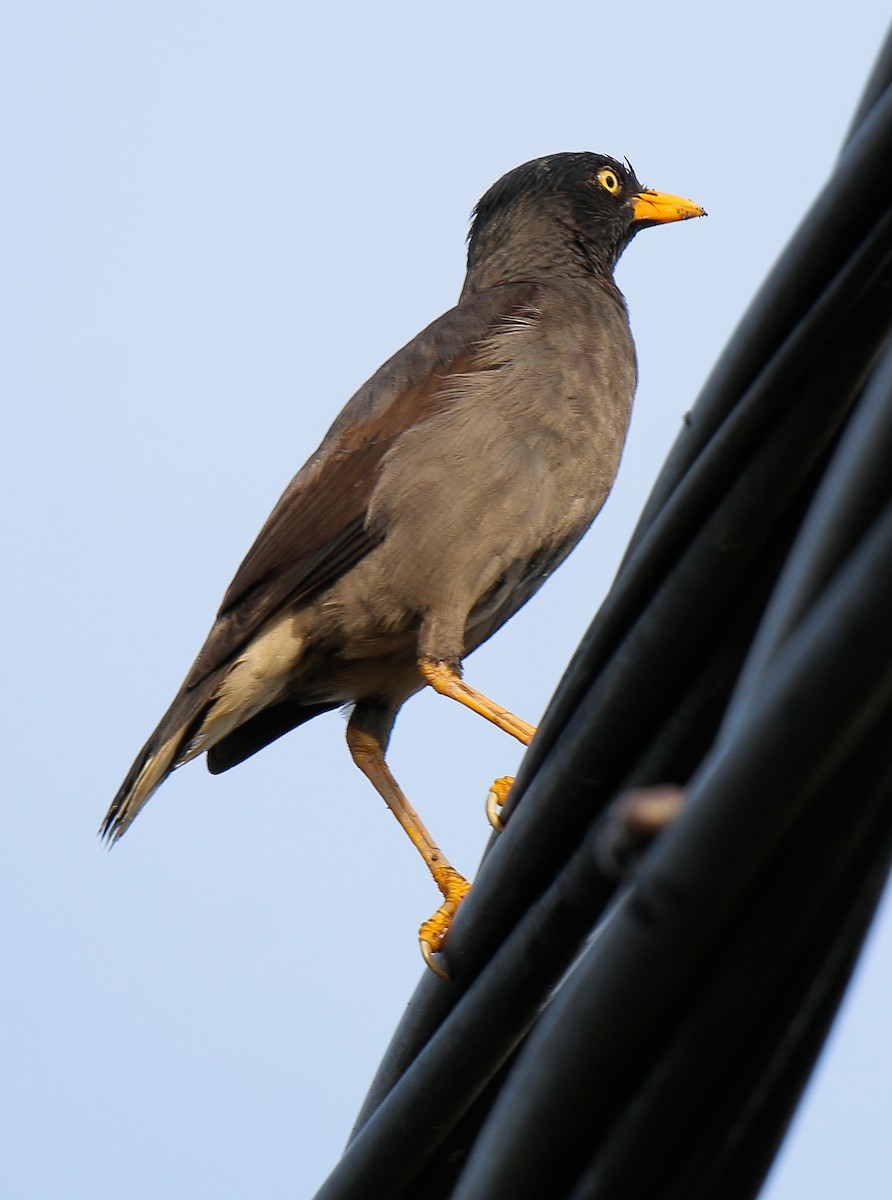 Javan Myna - ML617816513