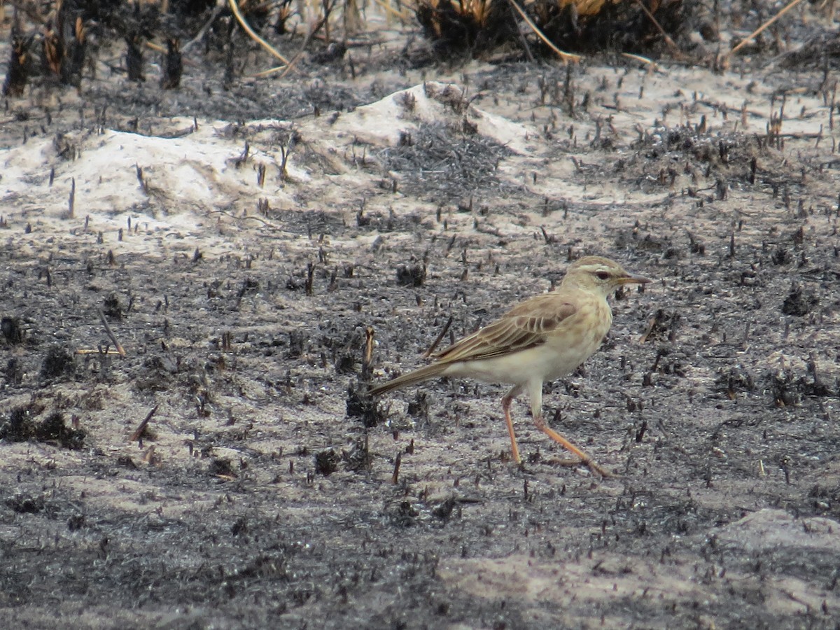 Long-legged Pipit - Andrew Cauldwell