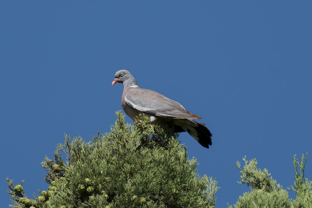 Common Wood-Pigeon - ML617816555