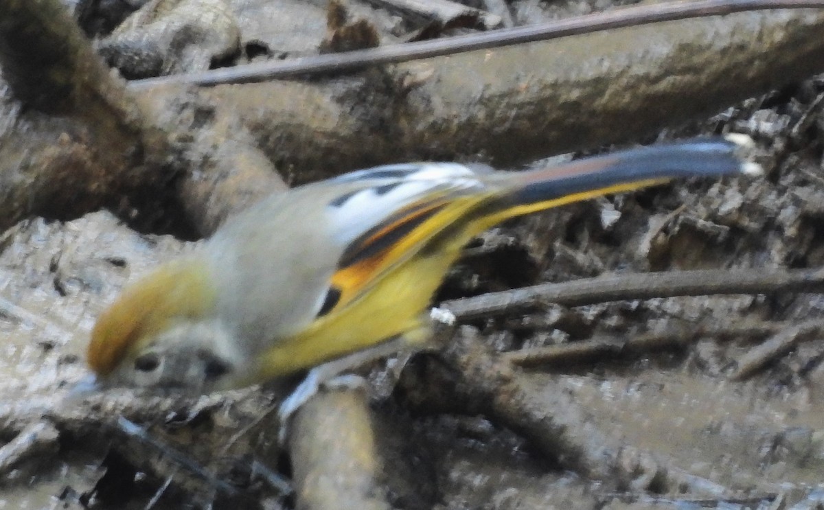 Chestnut-tailed Minla - ML617816583