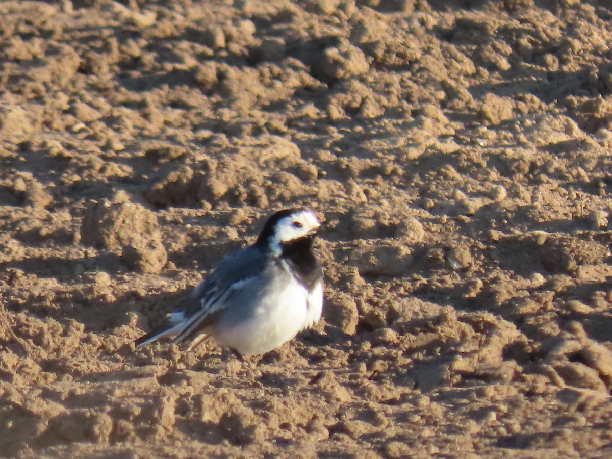 White Wagtail - Elizabeth Ferber