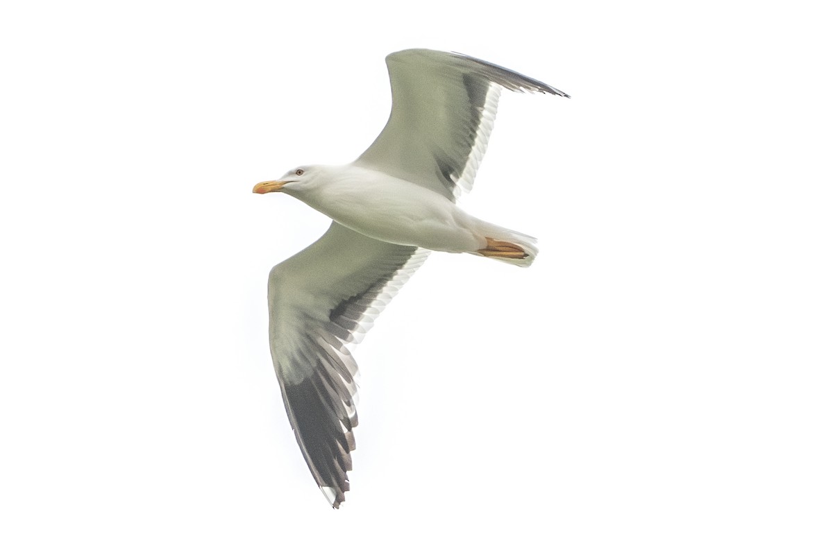 Yellow-footed Gull - Van Pierszalowski