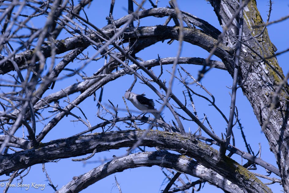 Northern Mockingbird - ML617816647