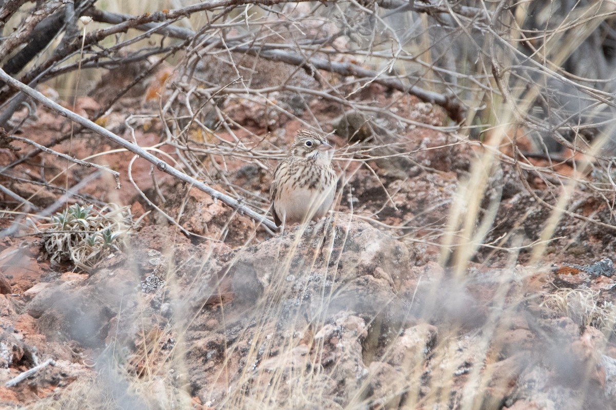 Vesper Sparrow - ML617816671