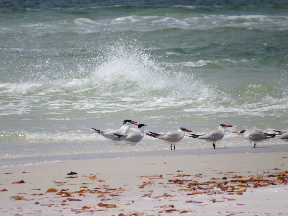 Caspian Tern - ML617816688