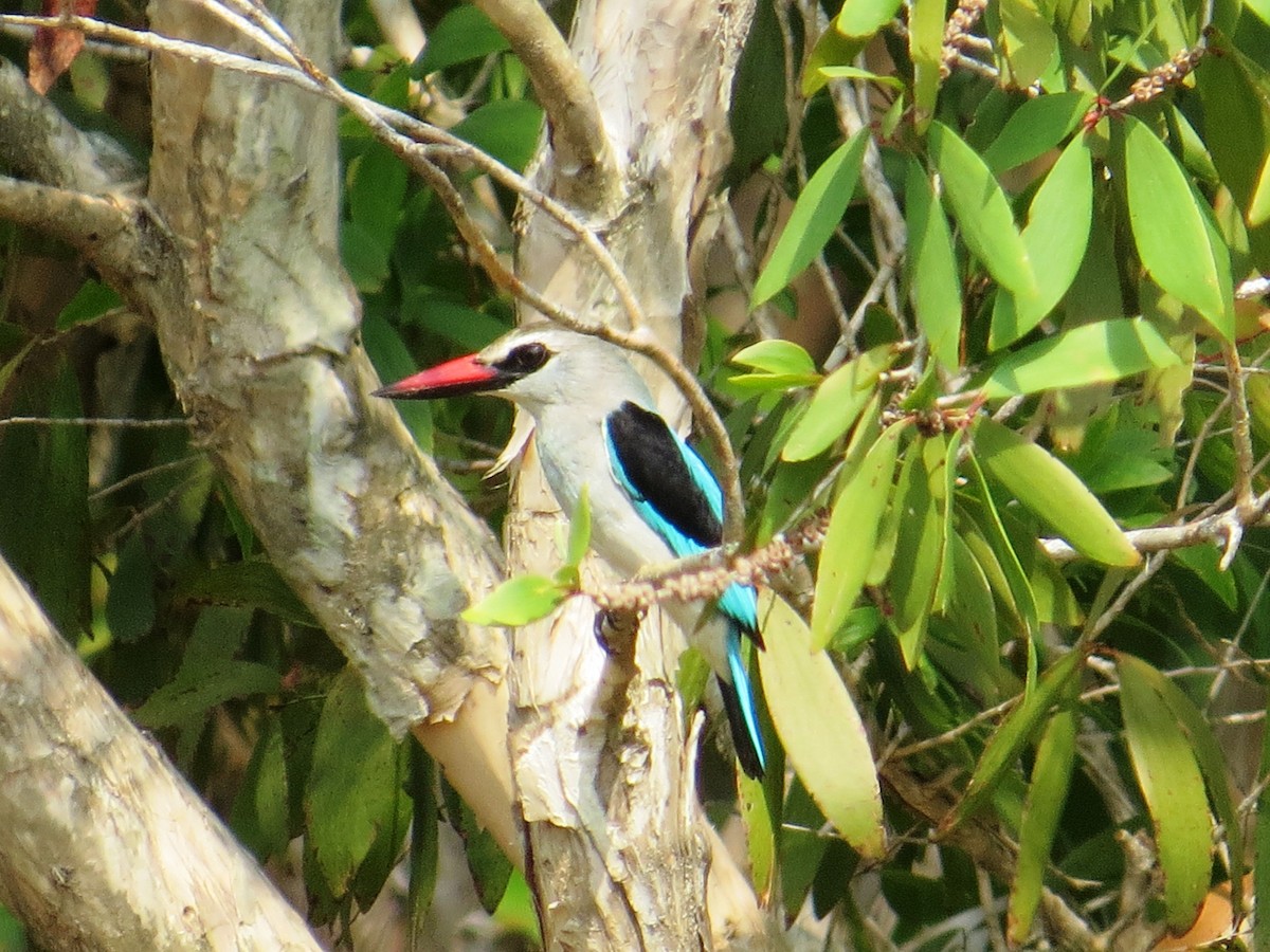 Woodland Kingfisher - ML617816698