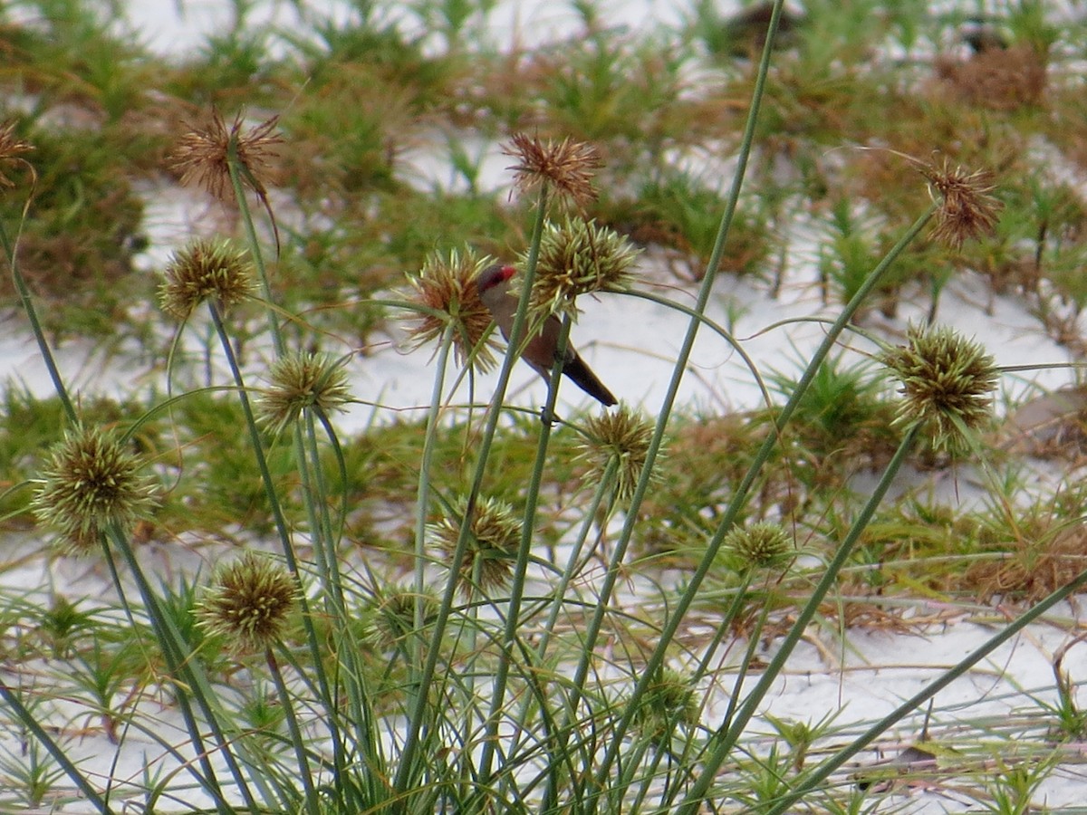 Common Waxbill - ML617816719