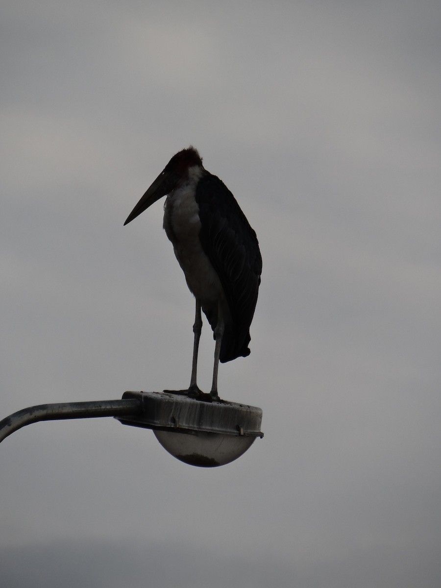 Marabou Stork - ML617816756