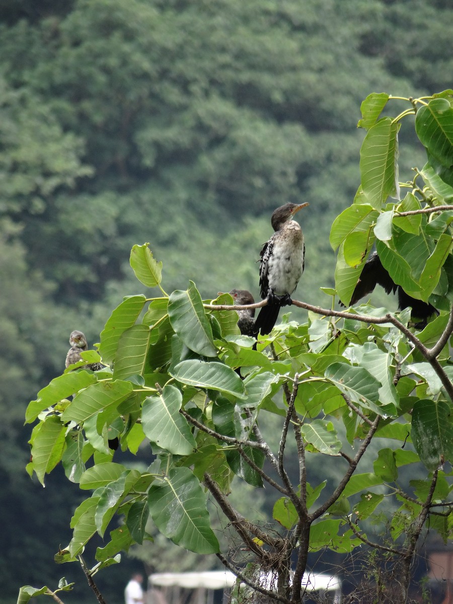 Reed Cormorant - ML617816789