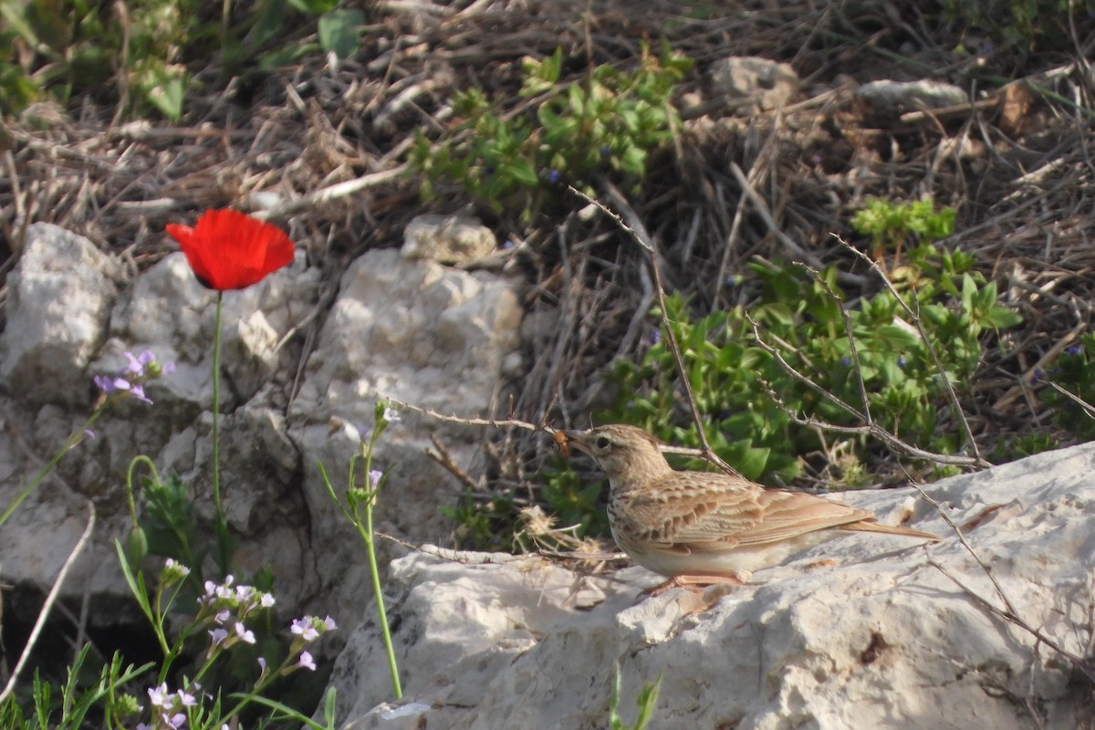 Crested Lark - ML617816800