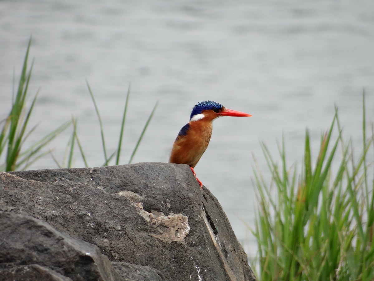 Malachite Kingfisher - ML617816801