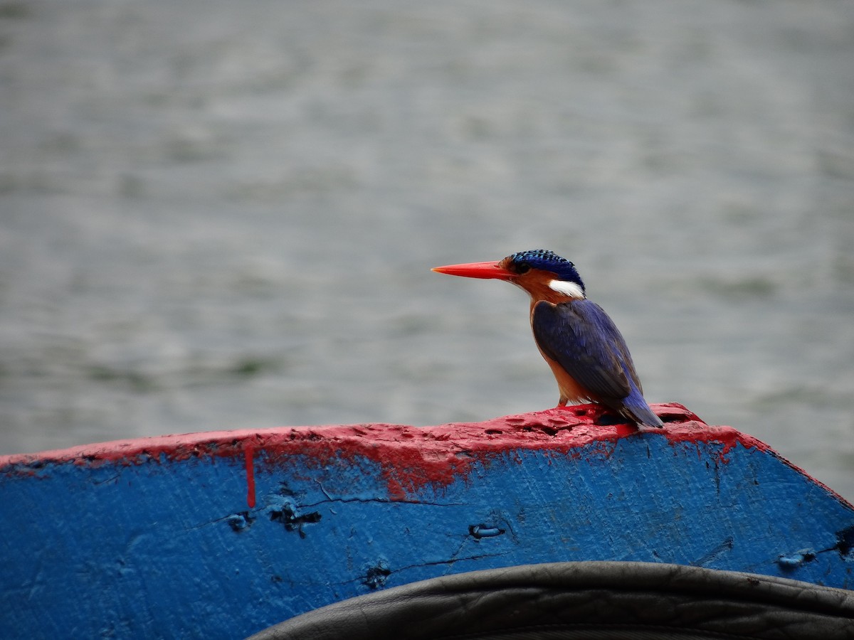Malachite Kingfisher - ML617816803