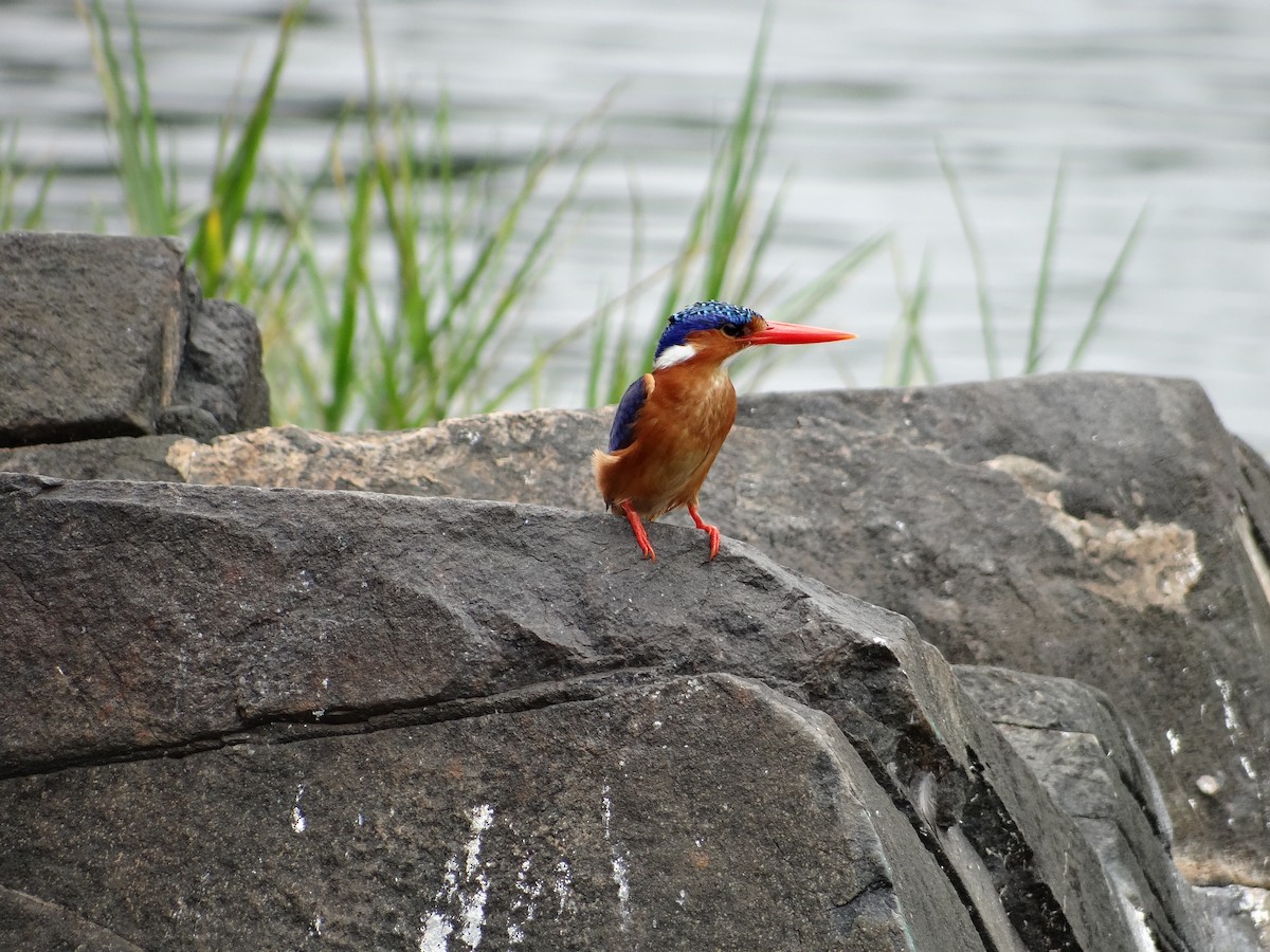 Malachite Kingfisher - ML617816804