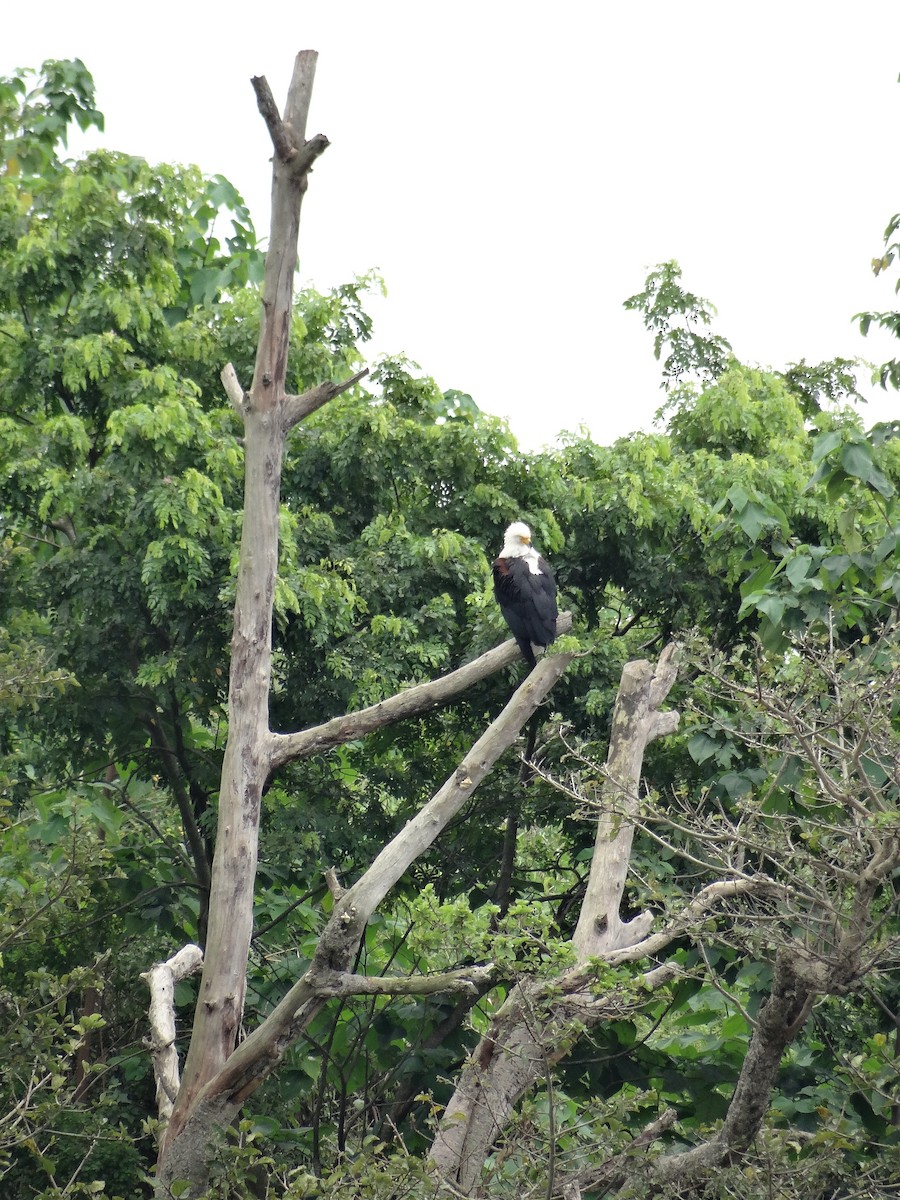 African Fish-Eagle - ML617816806