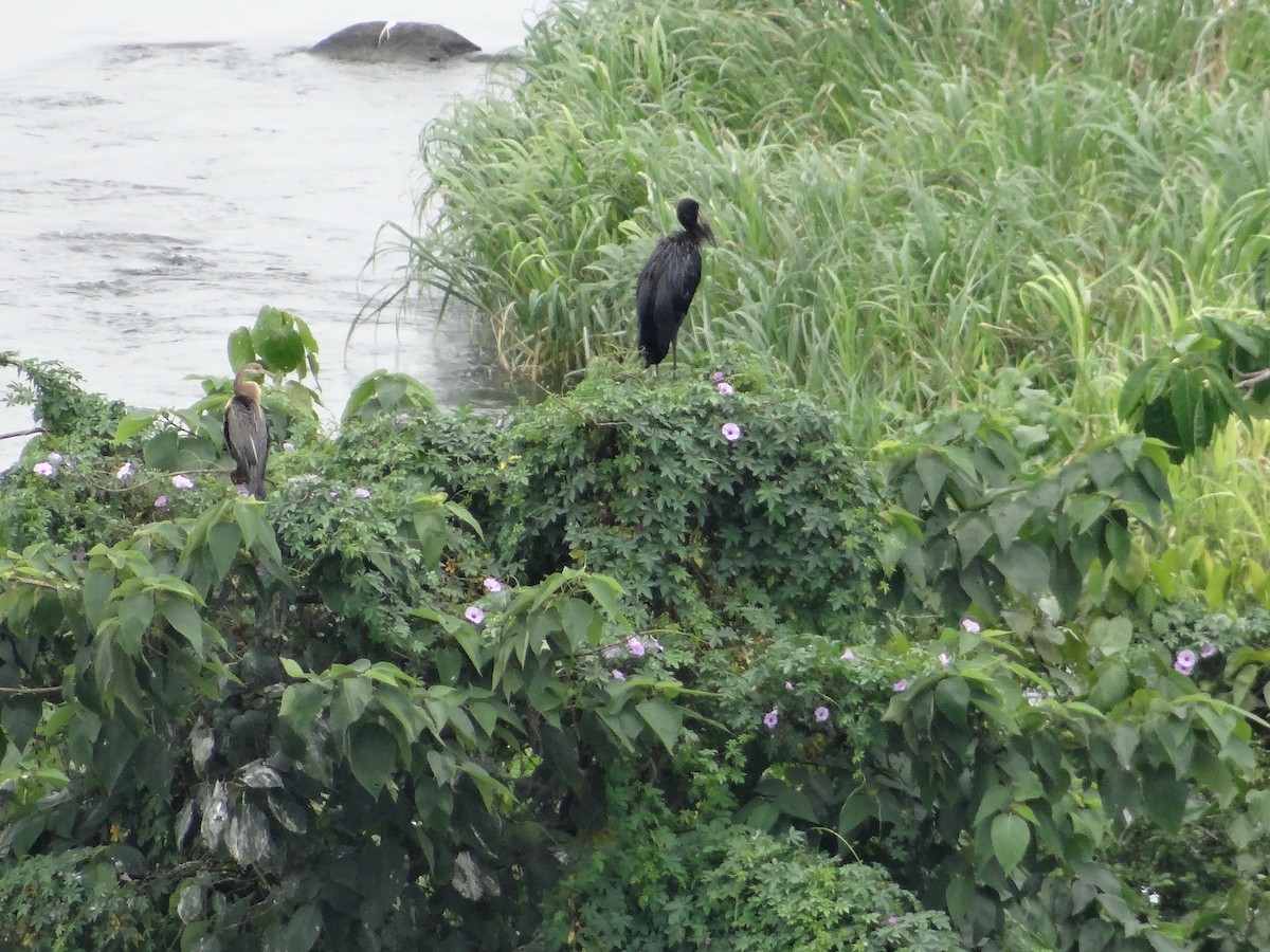 African Openbill - ML617816813