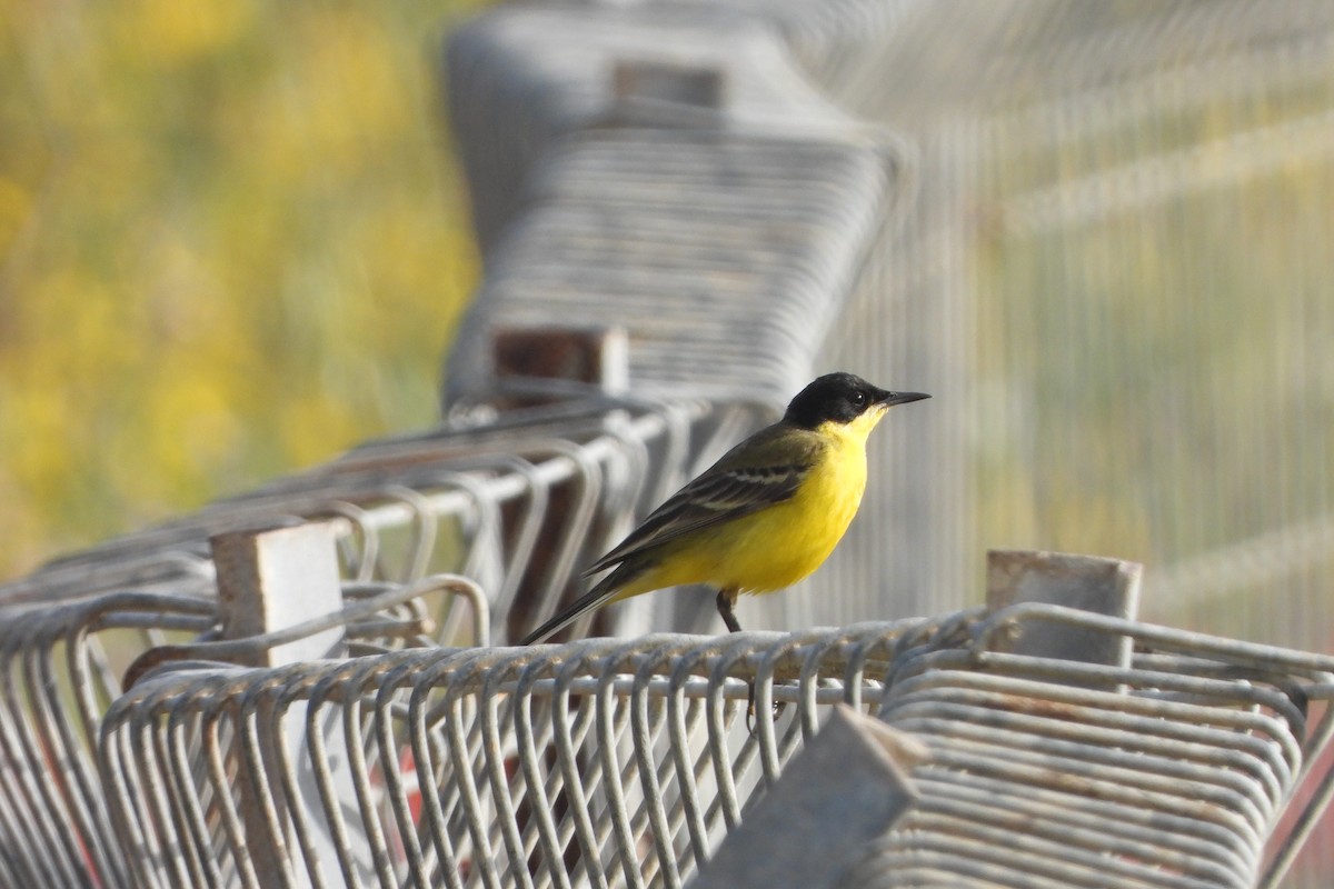 Western Yellow Wagtail (feldegg) - ML617816821