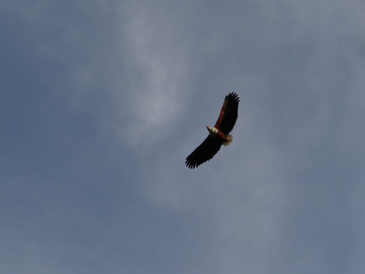 African Fish-Eagle - ML617816830