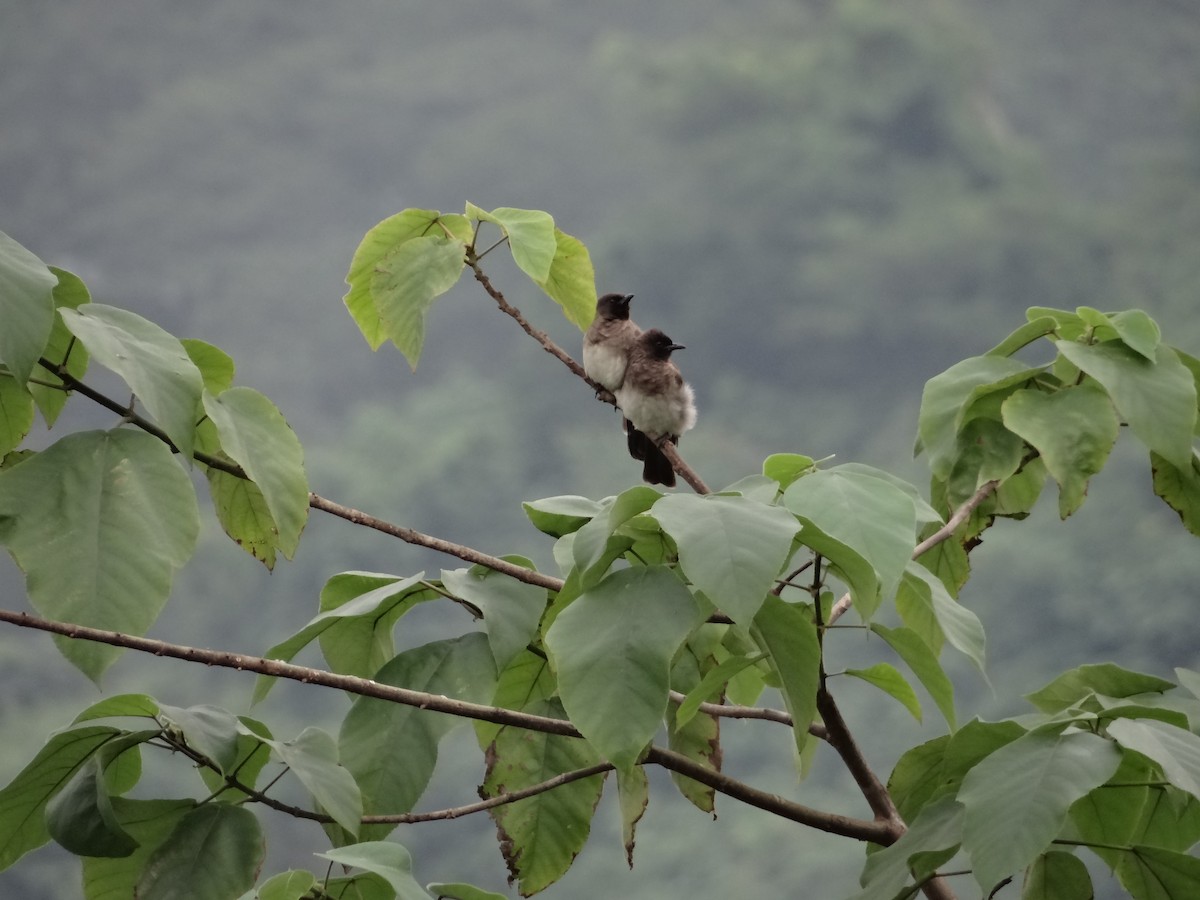 Common Bulbul - Miguel Angel Benedicto