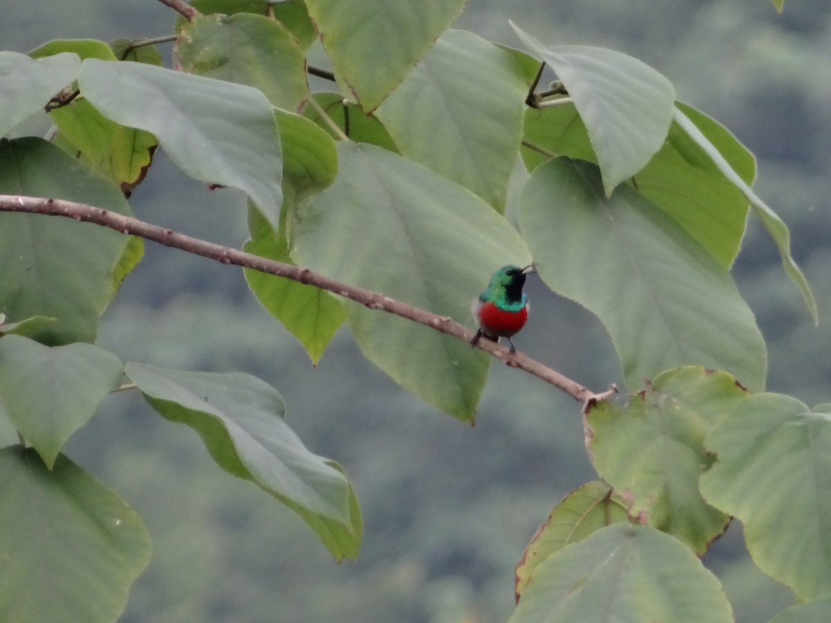 Olive-bellied Sunbird - Miguel Angel Benedicto