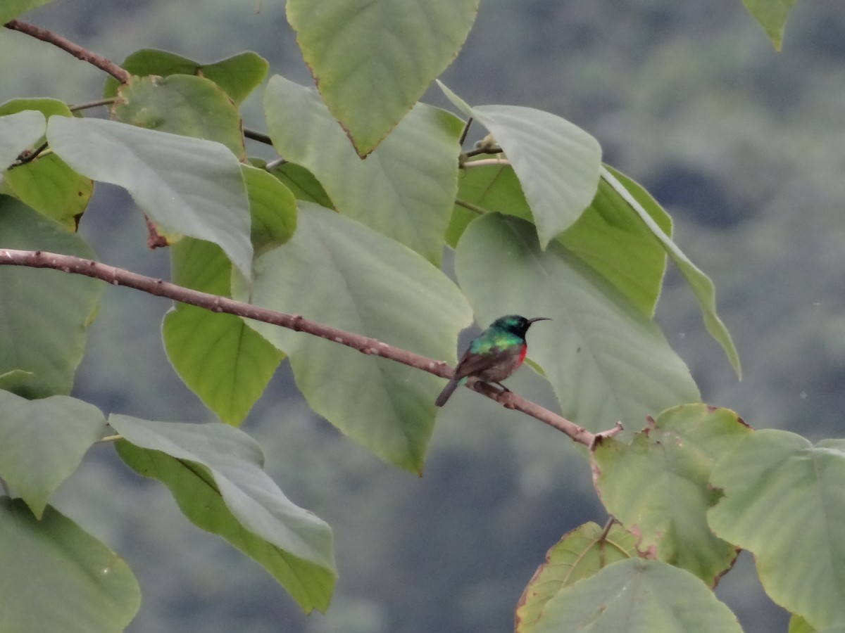 Olive-bellied Sunbird - ML617816879